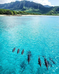 Nager avec les dauphins à Oahu